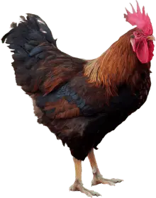 Galo