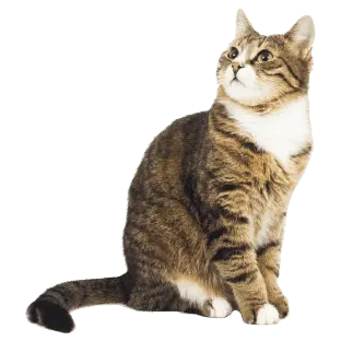 Gato