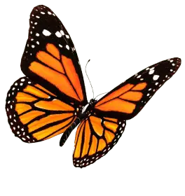 Borboleta