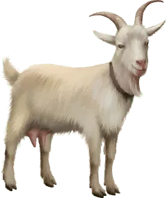 Cabra