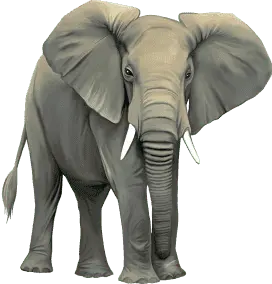 Elefante